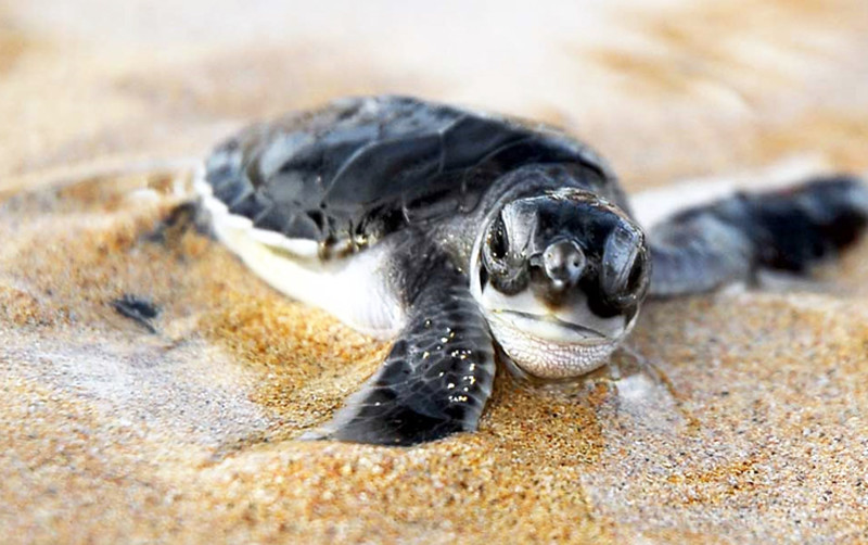 Hatching baby turtle in Cape Verde